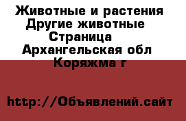 Животные и растения Другие животные - Страница 2 . Архангельская обл.,Коряжма г.